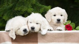 Desktop wallpaper. Dogs. ID:93158