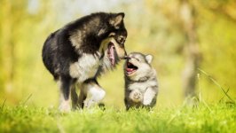 Desktop wallpaper. Dogs. ID:93241