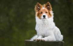 Desktop wallpaper. Dogs. ID:93344