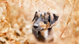 Desktop wallpaper. Dogs. ID:93442