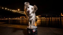 Desktop wallpaper. Dogs. ID:93453