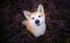 Desktop wallpaper. Dogs. ID:93614