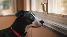 Desktop wallpaper. Dogs. ID:93659