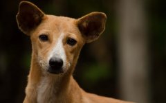 Desktop wallpaper. Dogs. ID:93833