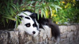 Desktop wallpaper. Dogs. ID:93918