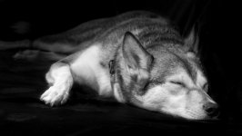 Desktop wallpaper. Dogs. ID:94258