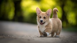Desktop wallpaper. Dogs. ID:94493