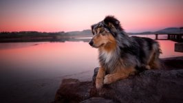 Desktop wallpaper. Dogs. ID:94920