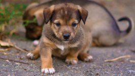 Desktop wallpaper. Dogs. ID:94957