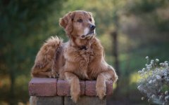 Desktop wallpaper. Dogs. ID:95169