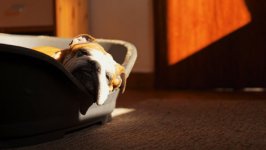 Desktop wallpaper. Dogs. ID:95194