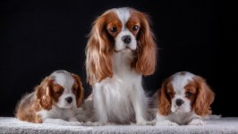 Desktop wallpaper. Dogs. ID:95230