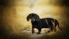 Desktop wallpaper. Dogs. ID:95244