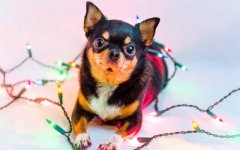 Desktop wallpaper. Dogs. ID:95261