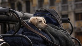 Desktop wallpaper. Dogs. ID:95286