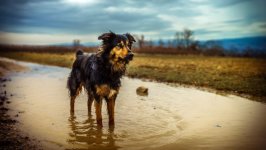 Desktop wallpaper. Dogs. ID:95302