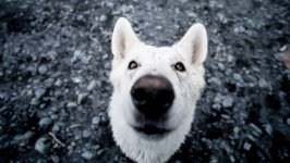 Desktop wallpaper. Dogs. ID:135582