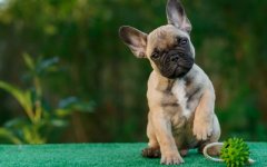 Desktop wallpaper. Dogs. ID:95347