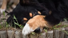 Desktop wallpaper. Dogs. ID:95367