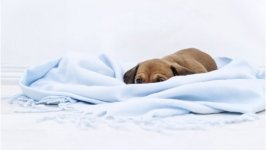 Desktop wallpaper. Dogs. ID:95450