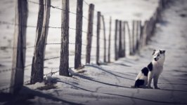 Desktop wallpaper. Dogs. ID:95487