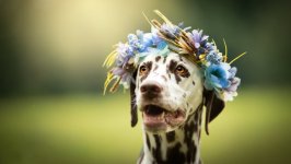 Desktop wallpaper. Dogs. ID:95666