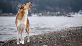 Desktop wallpaper. Dogs. ID:95678