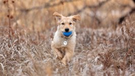 Desktop wallpaper. Dogs. ID:95705