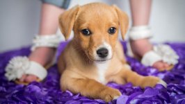 Desktop wallpaper. Dogs. ID:95722