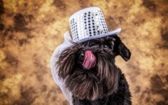 Desktop wallpaper. Dogs. ID:95725