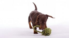 Desktop wallpaper. Dogs. ID:95785
