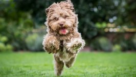 Desktop wallpaper. Dogs. ID:95812