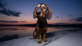 Desktop wallpaper. Dogs. ID:95831