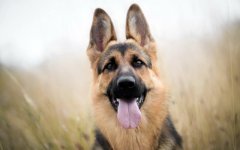 Desktop wallpaper. Dogs. ID:95853
