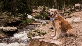 Desktop wallpaper. Dogs. ID:95854