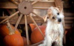 Desktop wallpaper. Dogs. ID:95886