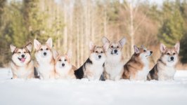 Desktop wallpaper. Dogs. ID:95888