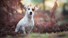 Desktop wallpaper. Dogs. ID:95974