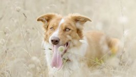 Desktop wallpaper. Dogs. ID:95976