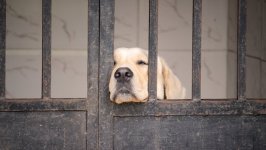 Desktop wallpaper. Dogs. ID:96011