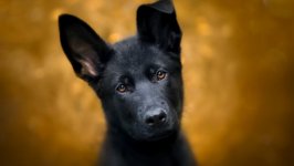 Desktop wallpaper. Dogs. ID:96049