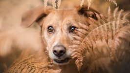Desktop wallpaper. Dogs. ID:96086