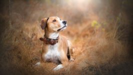 Desktop wallpaper. Dogs. ID:96087