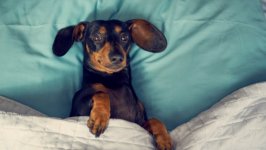 Desktop wallpaper. Dogs. ID:96100