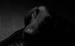 Desktop wallpaper. Dogs. ID:96101