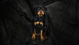 Desktop image. Dogs. ID:96124