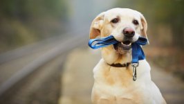 Desktop image. Dogs. ID:96145
