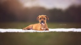 Desktop image. Dogs. ID:96186