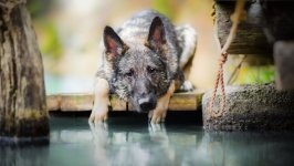 Desktop wallpaper. Dogs. ID:96210