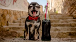 Desktop wallpaper. Dogs. ID:96278